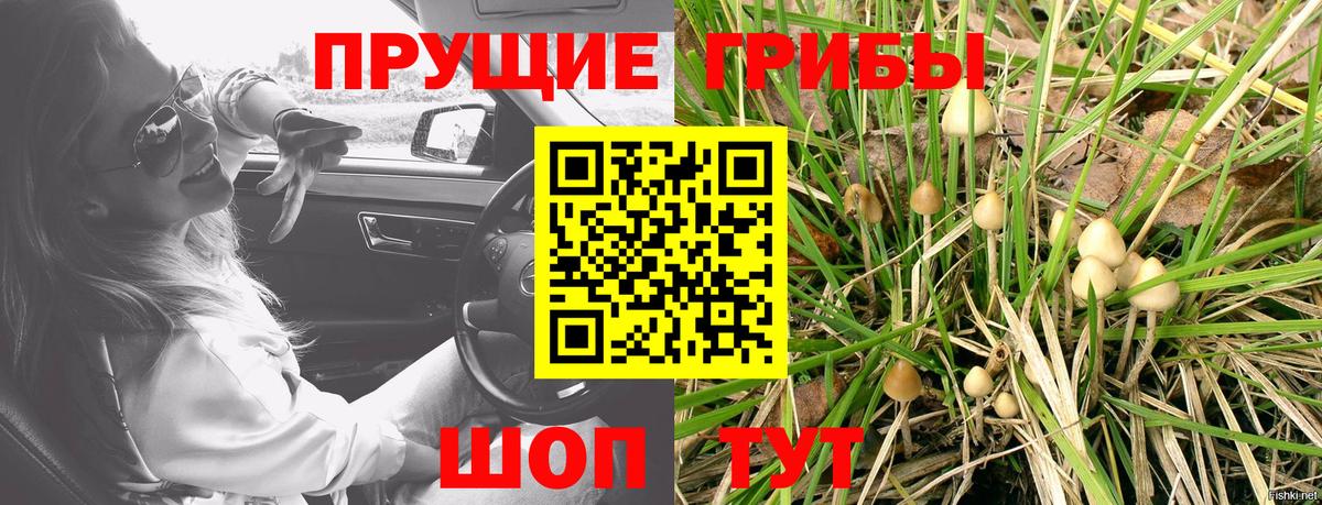 купить наркотики цена  Галлюциногенные грибы GOLDEN TEACHER  Галлюциногенные грибы GOLDEN TEACHER  Вход с VPN  Волхов 